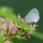 Faulbaum-Bläuling (Celastrina argiolus)