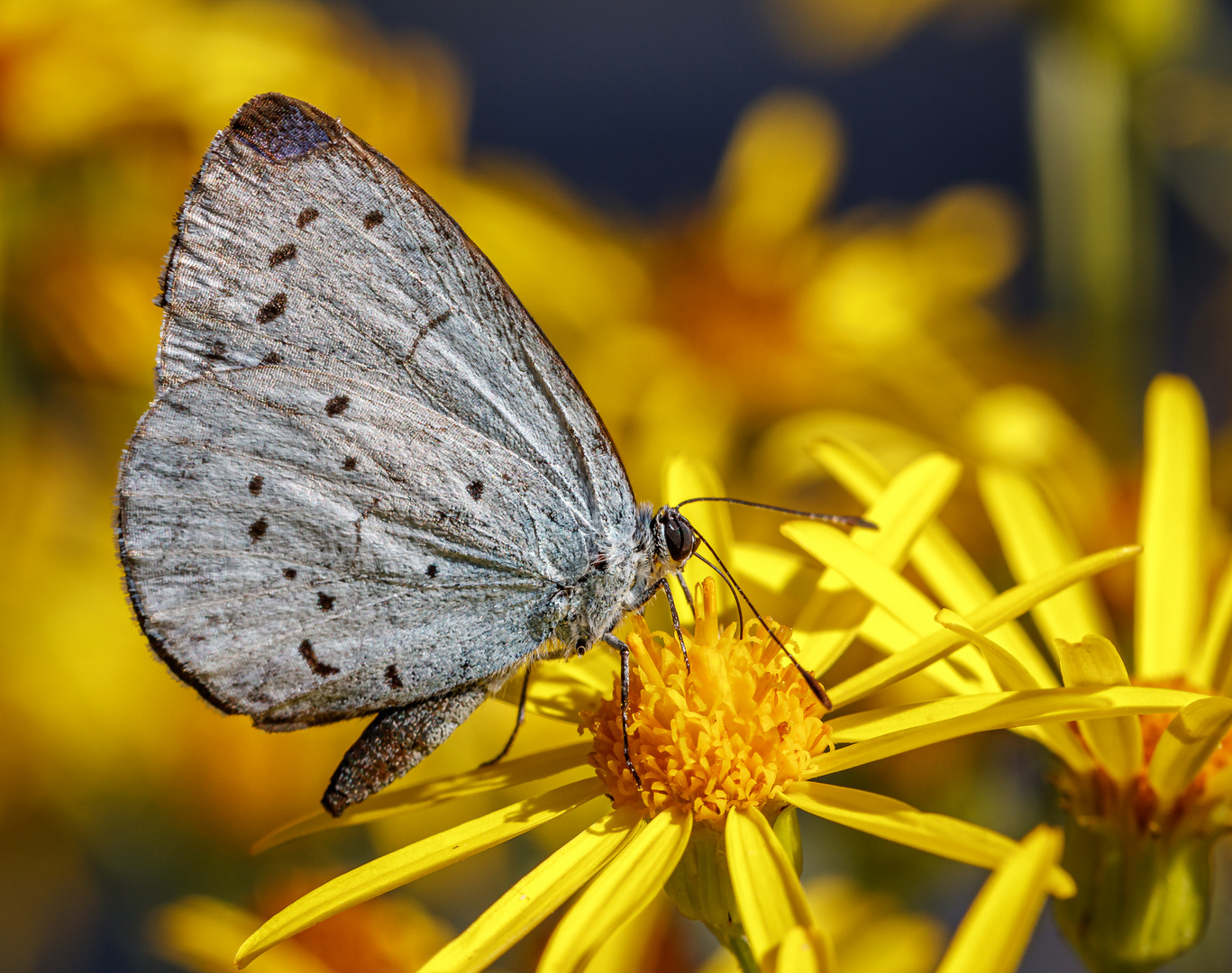 Faulbaum-Bläuling (Celastrina argiolus)