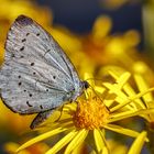 Faulbaum-Bläuling (Celastrina argiolus)