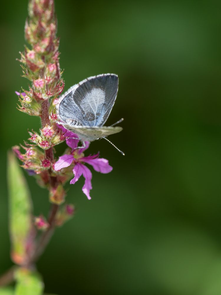 Faulbaum-Bläuling (Celastrina argiolus) 