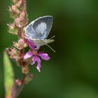 Faulbaum-Bläuling (Celastrina argiolus) 