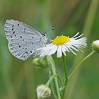 Faulbaum-Bläuling (Celastrina argiolus)