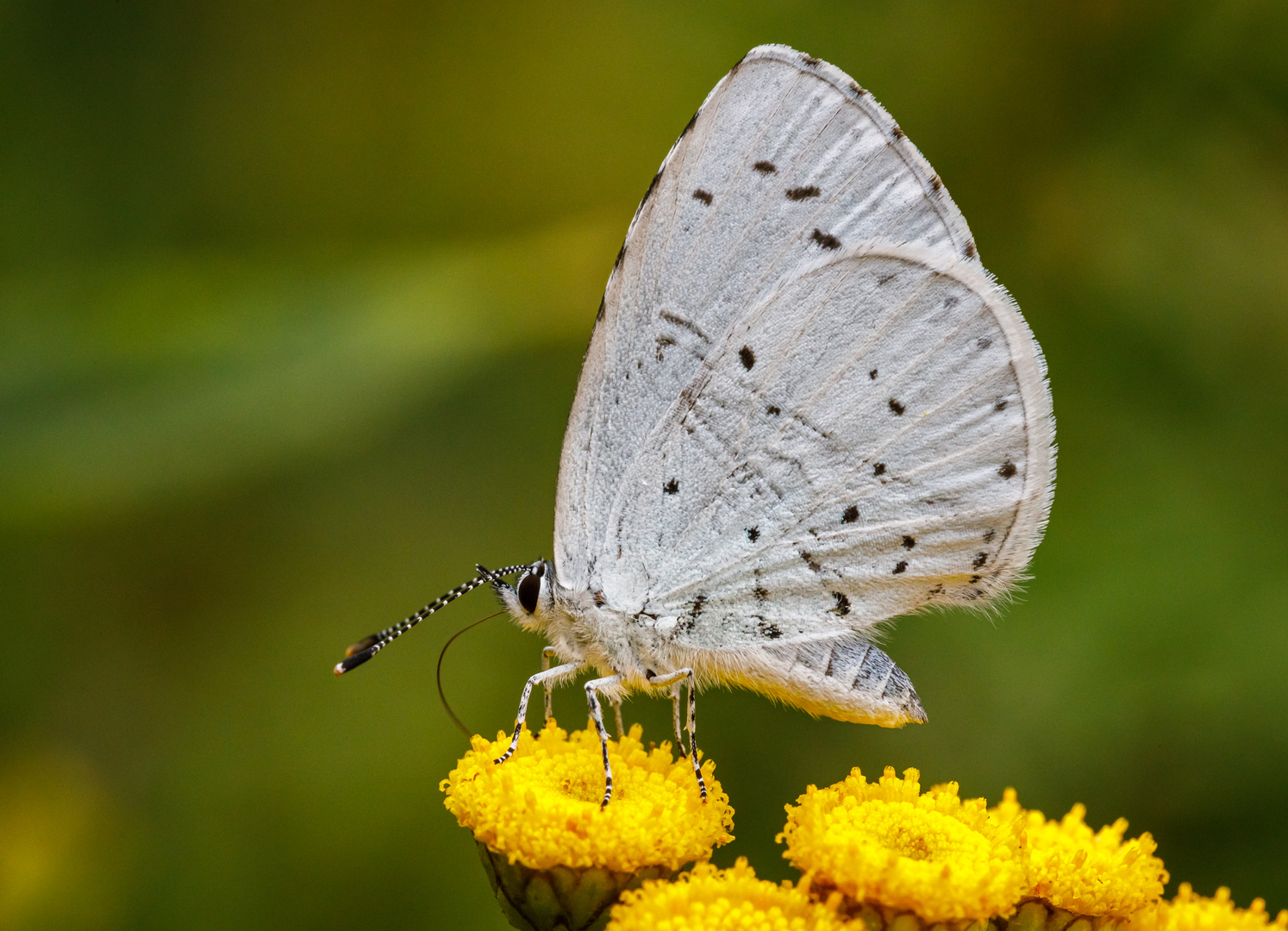 Faulbaum-Bläuling (Celastrina argiolus)