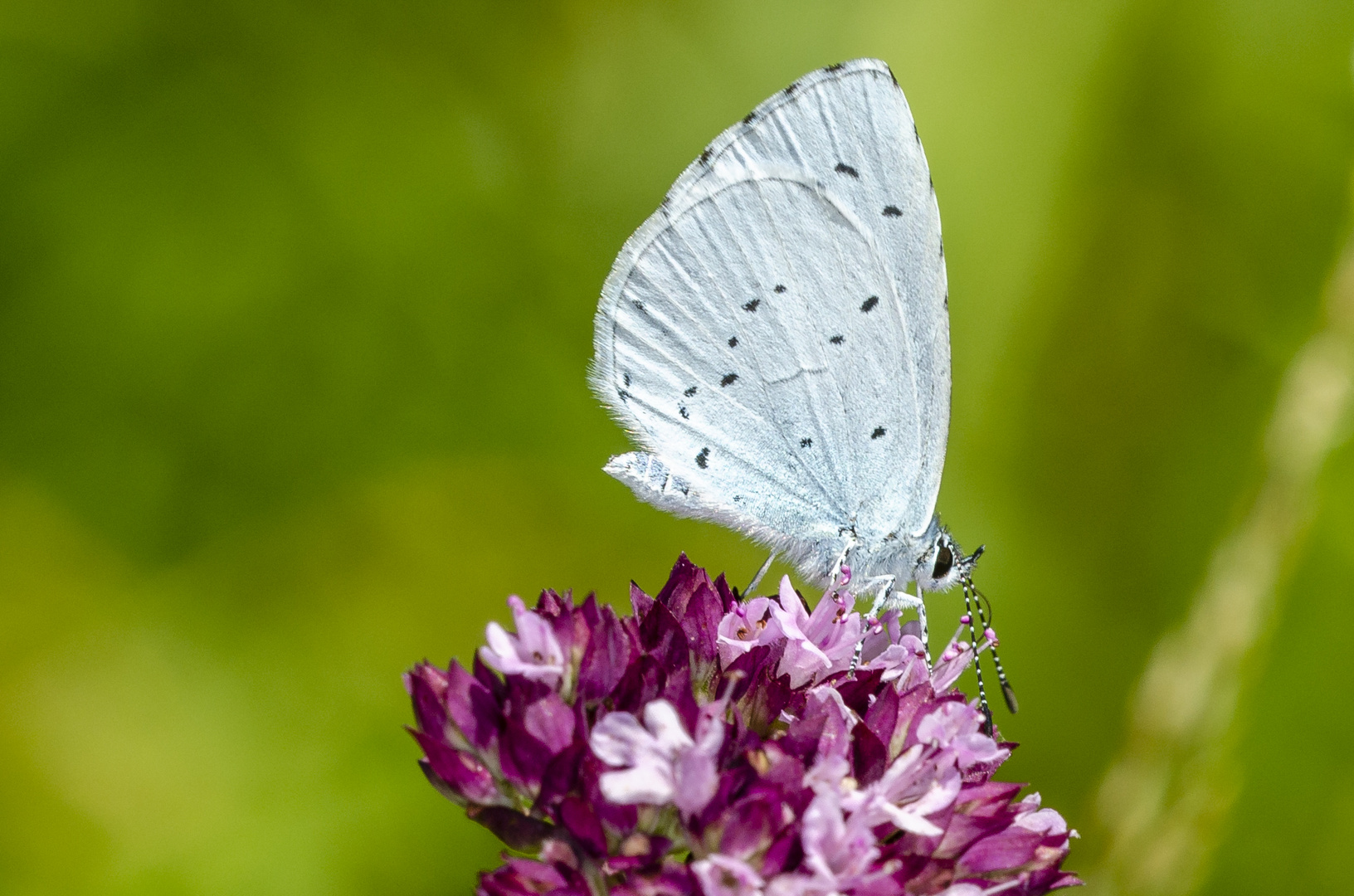 Faulbaum-Bläuling (Celastrina argiolus)