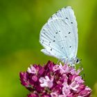 Faulbaum-Bläuling (Celastrina argiolus)