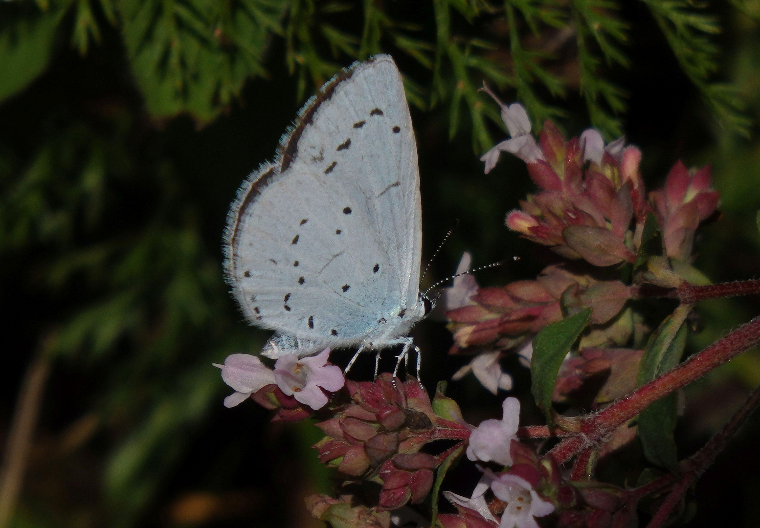 Faulbaum-Bläuling (Celastrina argiolus)