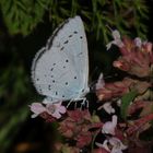 Faulbaum-Bläuling (Celastrina argiolus)