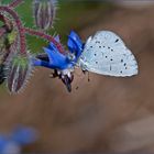 Faulbaum-Bläuling (Celastrina argiolus)