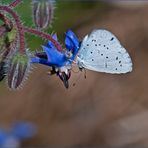 Faulbaum-Bläuling (Celastrina argiolus)