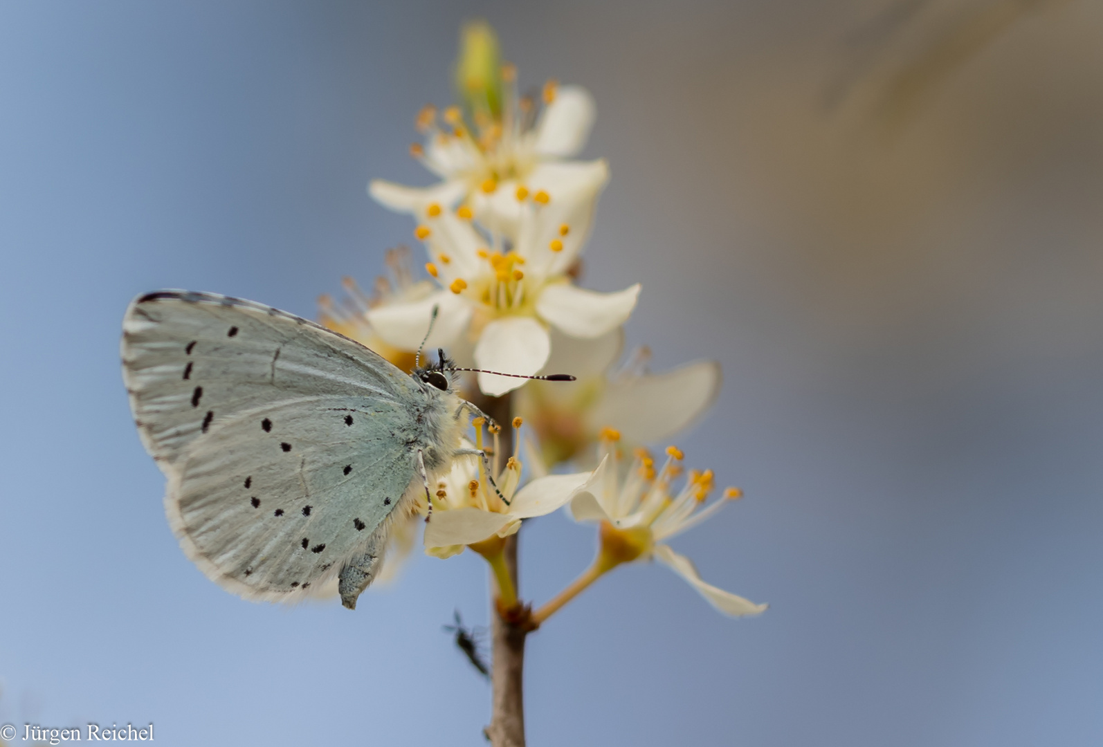 Faulbaum-Bläuling ( Celastrina argiolus )