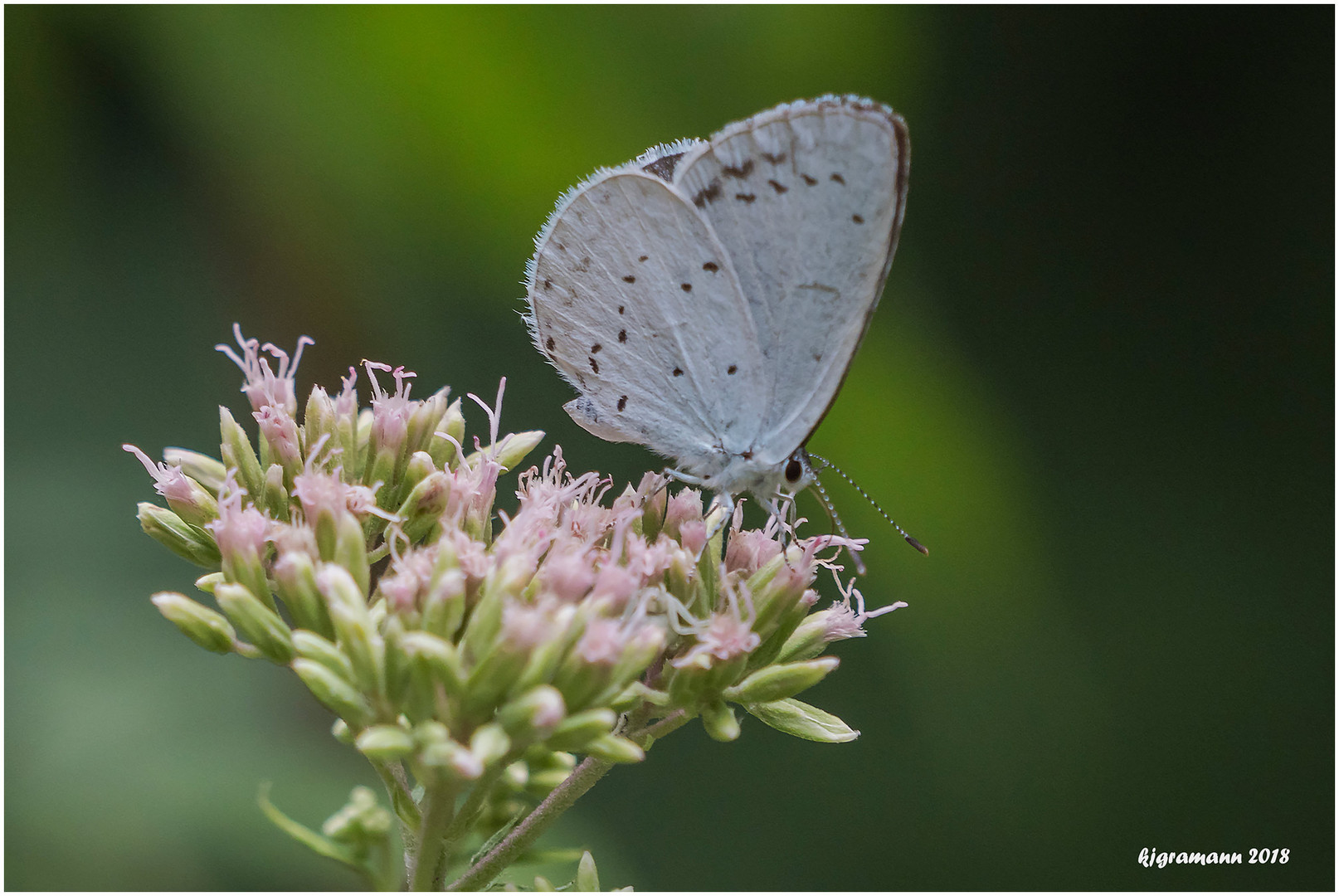 faulbaum-bläuling (celastrina argiolus).....