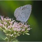 faulbaum-bläuling (celastrina argiolus).....