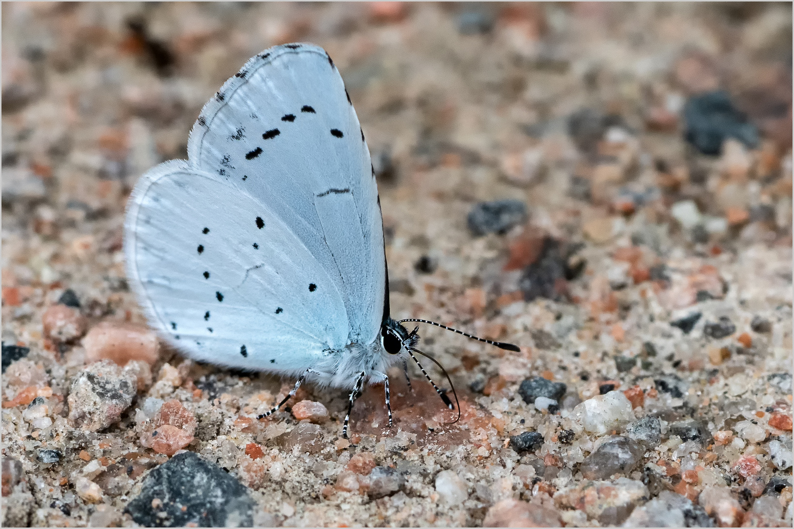 Faulbaum-Bläuling - Celastrina argiolus - am Boden  .....