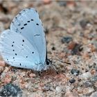 Faulbaum-Bläuling - Celastrina argiolus - am Boden  .....