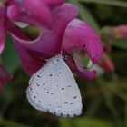 Faulbaum-Bläuling (Celastrina argiolus) auf Gartenwicke