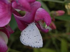 Faulbaum-Bläuling (Celastrina argiolus) auf Gartenwicke