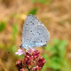 Faulbaum-Bläuling (Celastrina argiolus) auf Oregano