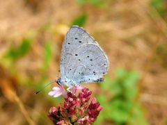 Faulbaum-Bläuling (Celastrina argiolus) auf Oregano