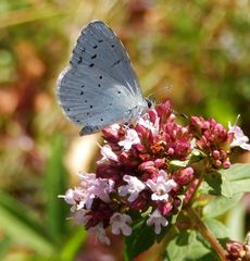 Faulbaum-Bläuling (Celastrina argiolus) auf Oregano