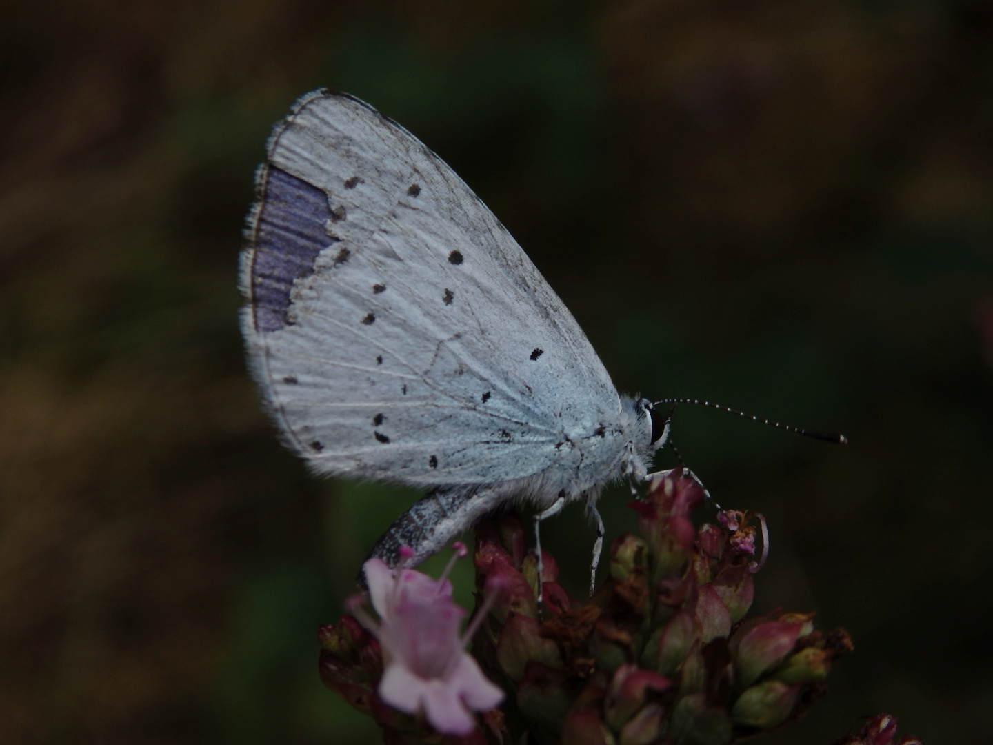 Faulbaum-Bläuling (Celastrina argiolus) auf Oregano - schon etwas zerfleddert