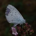 Faulbaum-Bläuling (Celastrina argiolus) auf Oregano - schon etwas zerfleddert