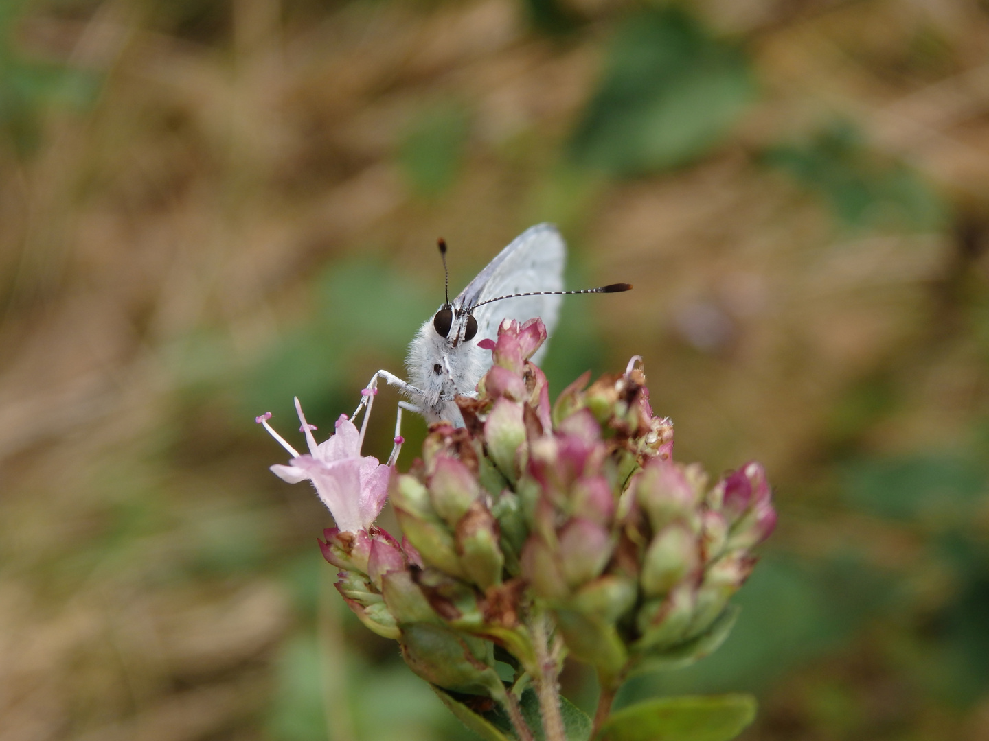 Faulbaum-Bläuling (Celastrina argiolus) auf Oregano - Vom Winde verweht