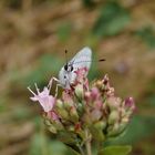 Faulbaum-Bläuling (Celastrina argiolus) auf Oregano - Vom Winde verweht