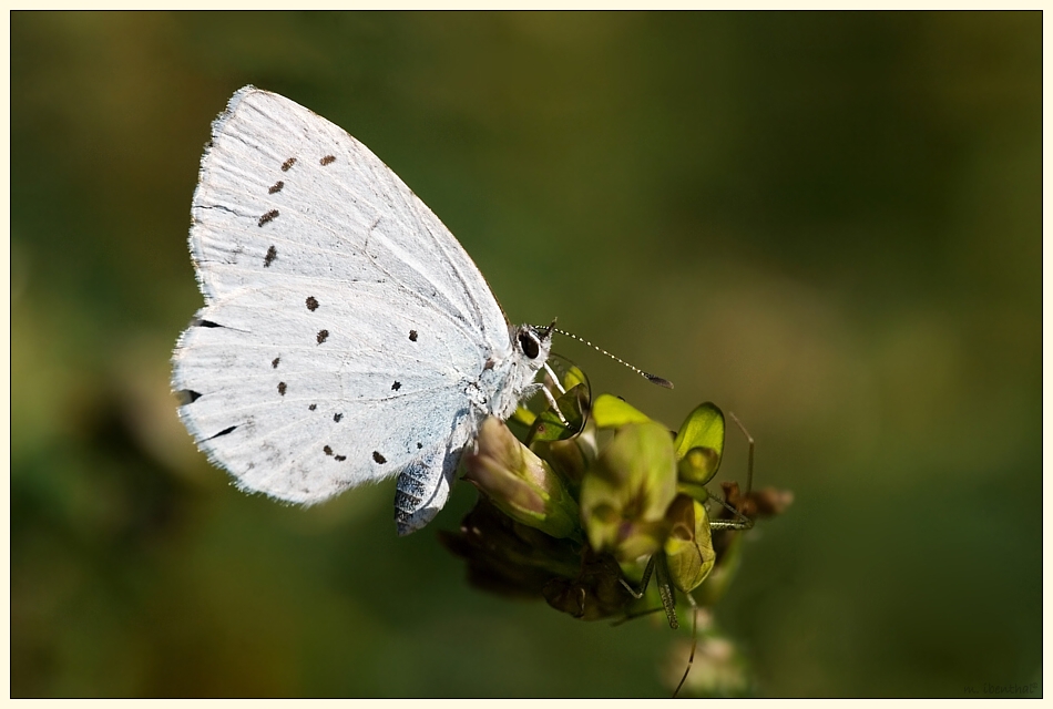 Faulbaum-Bläuling (Celastrina argiolus)