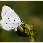 Faulbaum-Bläuling (Celastrina argiolus)