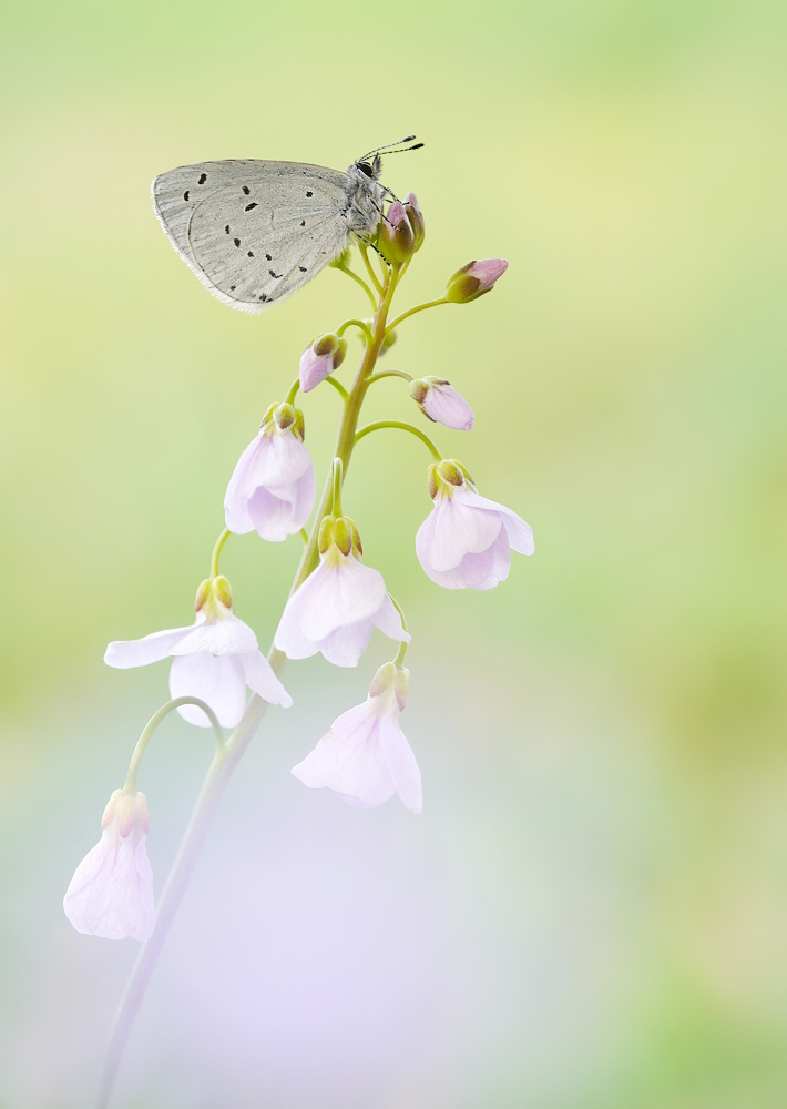 Faulbaum-Bläuling (Celastrina argiolus)