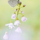 Faulbaum-Bläuling (Celastrina argiolus)