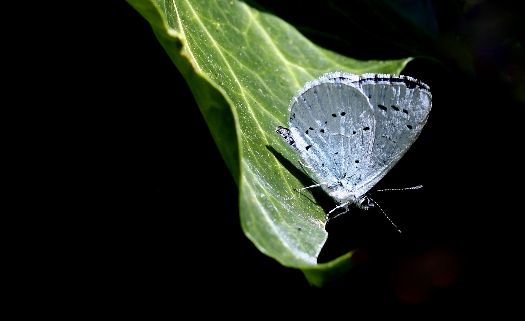 Faulbaum-Bläuling (Celastrina argiolus)...