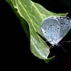 Faulbaum-Bläuling (Celastrina argiolus)...