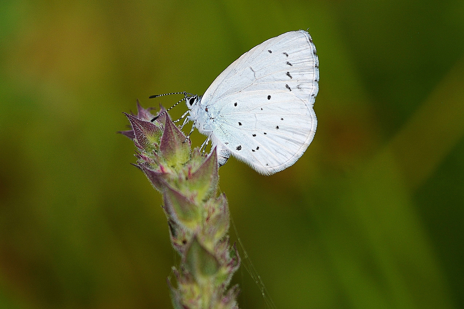 Faulbaum-Bläuling (Celastrina argiolus)