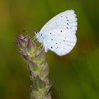 Faulbaum-Bläuling (Celastrina argiolus)