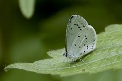 Faulbaum-Bläuling (Celastrina argiolus)