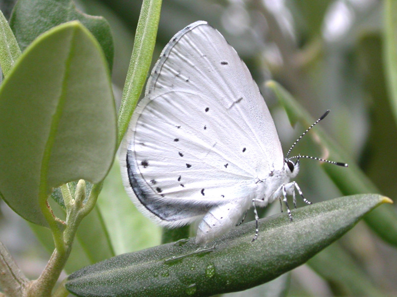 Faulbaum-Bläuling [Celastrina argiolus]