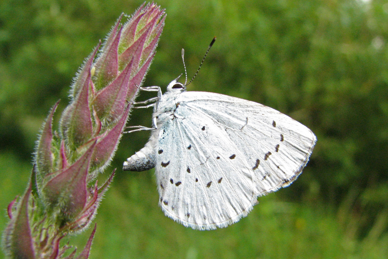 Faulbaum-Bläuling (Celastrina argiolus)