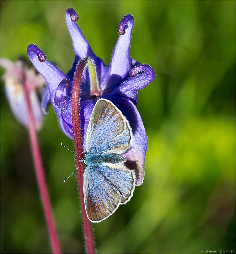 Faulbaum-Bläuling (Celastrina argiolus) .