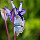 Faulbaum-Bläuling (Celastrina argiolus) .