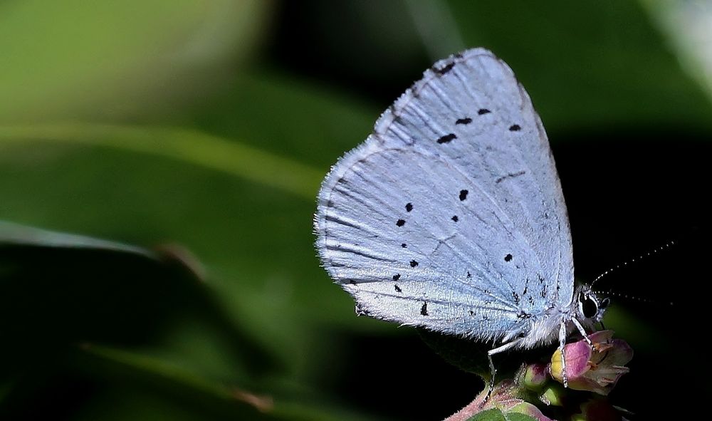 Faulbaum-Bläuling (Celastrina argiolus )...