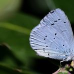 Faulbaum-Bläuling (Celastrina argiolus )...