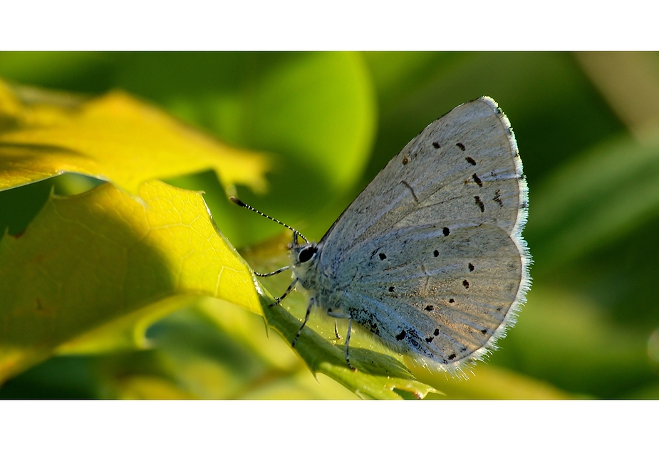 Faulbaum-Bläuling (Celastrina argiolus)