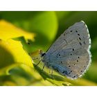 Faulbaum-Bläuling (Celastrina argiolus)