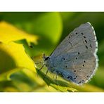 Faulbaum-Bläuling (Celastrina argiolus)