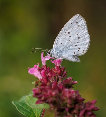 Faulbaum-Bläuling (Celastrina-argiolus)