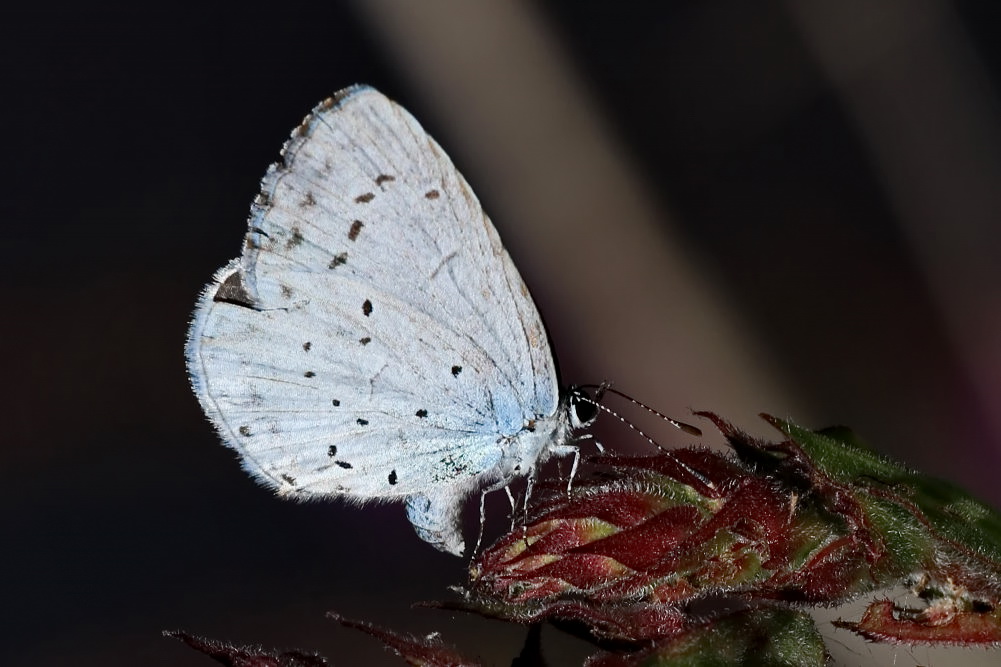 Faulbaum-Bläuling [Celastrina argiolus] - Eiablage