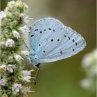 Faulbaum-Bläuling (Celastrina argiolus)