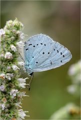 Faulbaum-Bläuling (Celastrina argiolus)