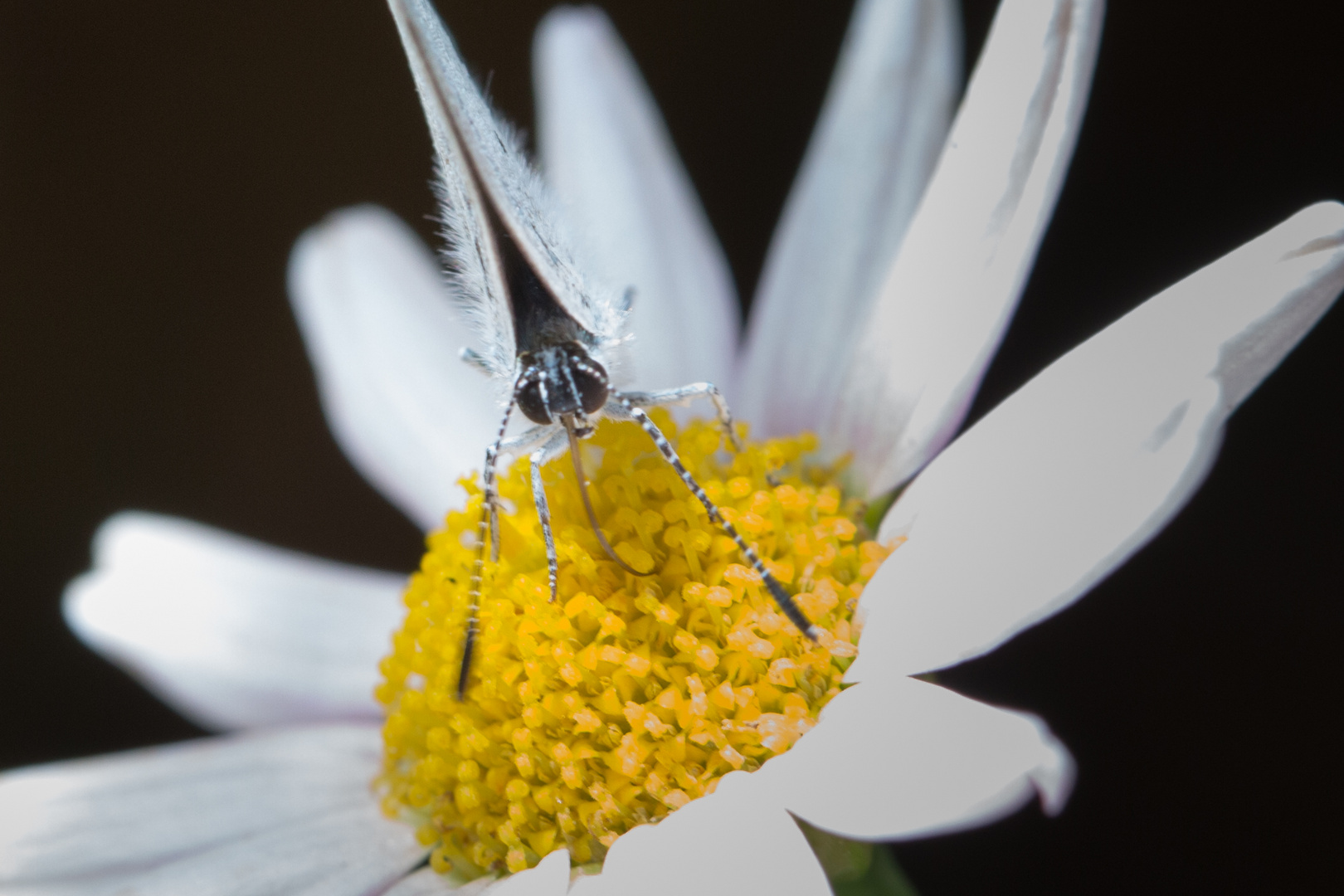 Faulbaum-Bläuling, Celastrina Argiolus, Holly Blue